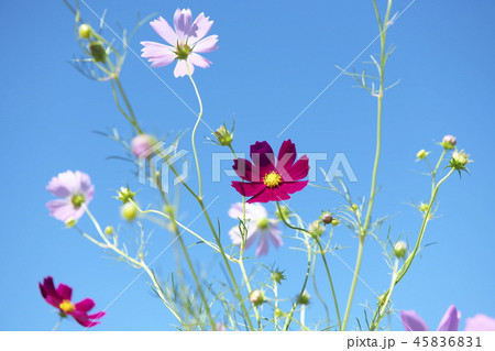 コスモス 45836831
