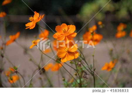 コスモス 45836833