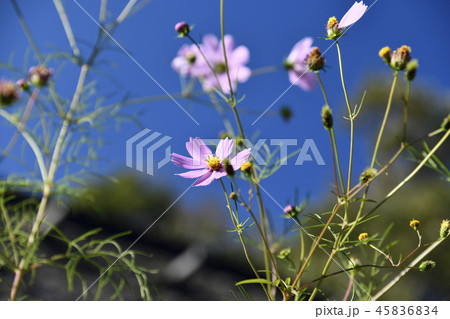コスモス 45836834