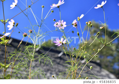 コスモス 45836835