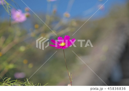 コスモス 45836836