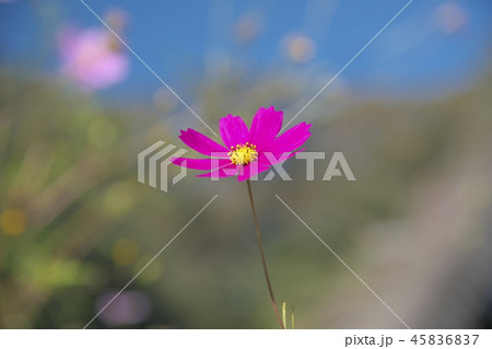 コスモス 45836837