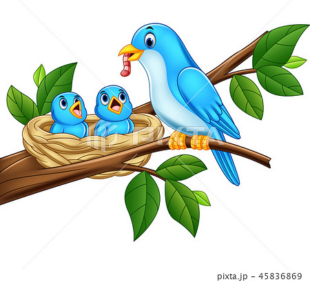 Mother blue bird feeding babies in a nestのイラスト素材 [45836869