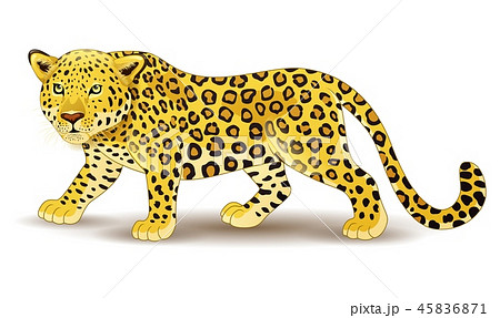 Cartoon Leopard Isolated On White Backgroundのイラスト素材