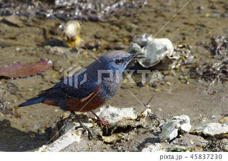 イソヒヨドリ　オス 45837230