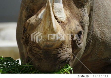 食べるサイ 45837231