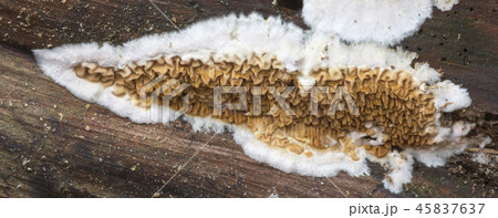 Mont Blanc mountain 45837637