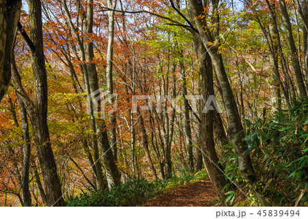 島根県、吾妻山下山ルート南回り(2018年11月) 島根県、吾妻山下山ルート南回り(2018年11月) 45839494