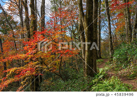 島根県、吾妻山下山ルート南回り(2018年11月) 島根県、吾妻山下山ルート南回り(2018年11月) 45839496