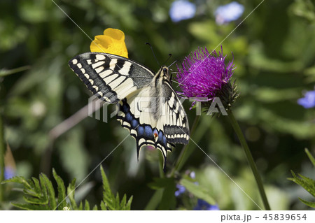 Papilio machaon butterfly 45839654