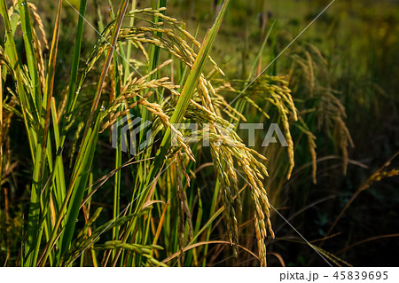 Beautiful Raw Rice Paddy in the Rice Fields. Beautiful Raw Rice Paddy in the Rice Fields. 45839695