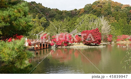 秋の白水阿弥陀堂・浄土庭園(福島県・いわき市) 秋の白水阿弥陀堂・浄土庭園(福島県・いわき市) 45839947