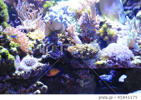 sea aquarium background sea aquarium background 45841175