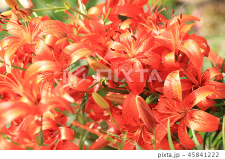 orange lilly flowers orange lilly flowers 45841222