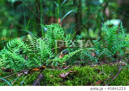 wall fern plant with sweet root 45841223
