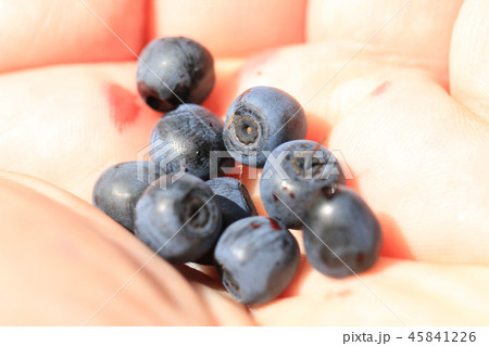 blueberries in human hand blueberries in human hand 45841226
