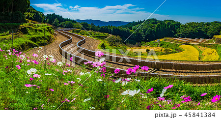 コスモス咲く棚田の秋 45841384