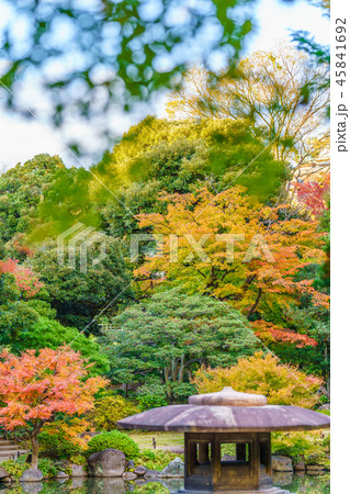 日本の秋 旧古川庭園の紅葉風景 日本の秋 旧古川庭園の紅葉風景 45841692