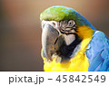 カラフルで目力のあるオウム 45842549