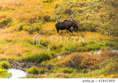 アラスカ デナリ国立公園(マッキンレー) Denali National Park 45842869