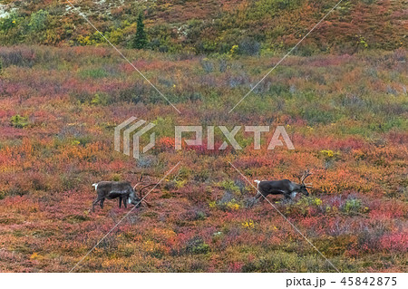 アラスカ デナリ国立公園(マッキンレー) Denali National Park 45842875