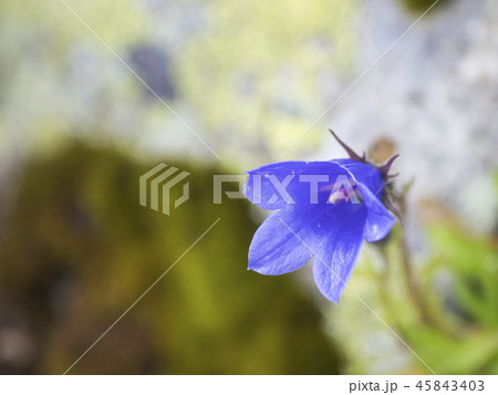 イワギキョウ 45843403