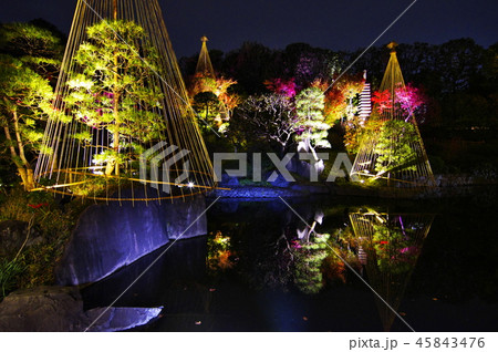 紅葉ライトアップ 目白庭園 の写真素材