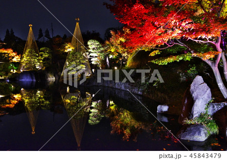 紅葉ライトアップ(目白庭園) 紅葉ライトアップ(目白庭園) 45843479