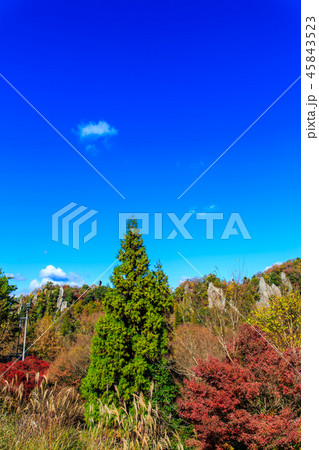 立羽田の景の紅葉　【大分県中津市裏耶馬渓】 45843523