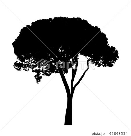 Tree with leaves silhouette isolate on white 45843534