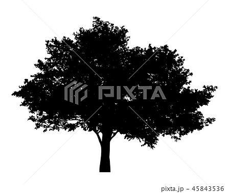 Tree with leaves silhouette isolate on white 45843536