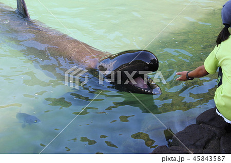 オキゴンドウ 45843587