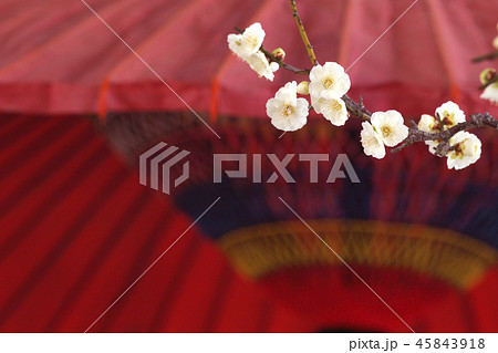 白梅 白梅 45843918