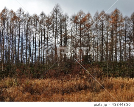 落葉松は落葉針葉樹。新緑が美しく秋の黄葉も見事。北原白秋の詩「落葉松」は今も愛唱されている。 45844350