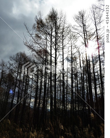 落葉松は落葉針葉樹。新緑が美しく秋の黄葉も見事。北原白秋の詩「落葉松」は今も愛唱されている。 45844352