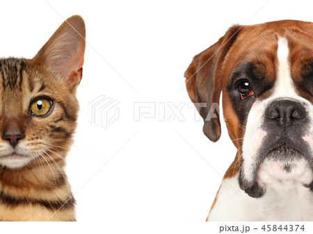 Kitten and puppy. Half of muzzle close up portrait Kitten and puppy. Half of muzzle close up portrait 45844374