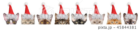 Large group of kitten half-face in Santa red hats 45844381