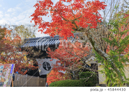 光明寺 紅葉 光明寺 紅葉 45844430