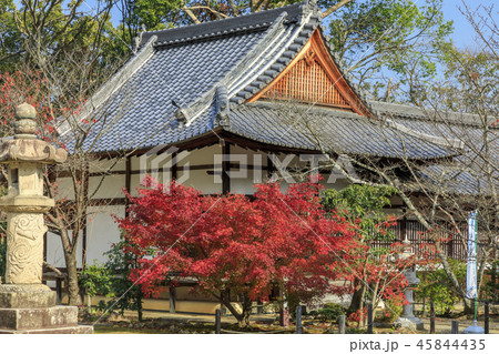 光明寺 紅葉 光明寺 紅葉 45844435