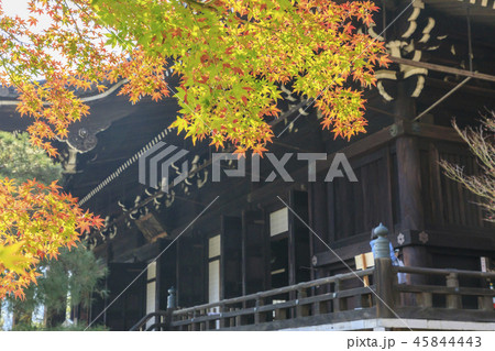 光明寺 紅葉 光明寺 紅葉 45844443