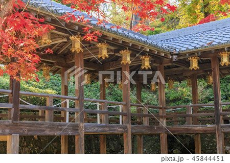 光明寺 紅葉 光明寺 紅葉 45844451