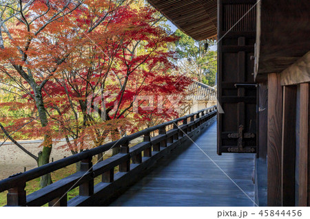 光明寺 紅葉 光明寺 紅葉 45844456