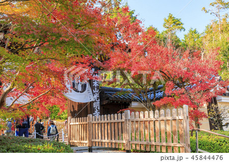 光明寺 紅葉 光明寺 紅葉 45844476