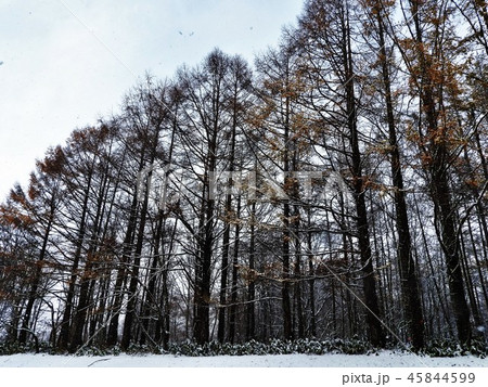落葉松は落葉針葉樹。新緑が美しく秋の黄葉も見事。北原白秋の詩「落葉松」は今も愛唱されている。 落葉松は落葉針葉樹。新緑が美しく秋の黄葉も見事。北原白秋の詩「落葉松」は今も愛唱されている。 45844599