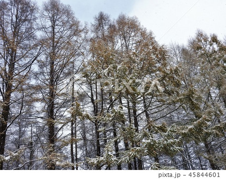 落葉松は落葉針葉樹。新緑が美しく秋の黄葉も見事。北原白秋の詩「落葉松」は今も愛唱されている。 45844601