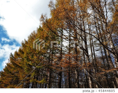落葉松は落葉針葉樹。新緑が美しく秋の黄葉も見事。北原白秋の詩「落葉松」は今も愛唱されている。 落葉松は落葉針葉樹。新緑が美しく秋の黄葉も見事。北原白秋の詩「落葉松」は今も愛唱されている。 45844605