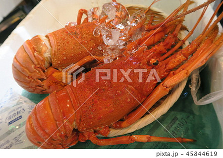 伊勢海老 伊勢海老 45844619