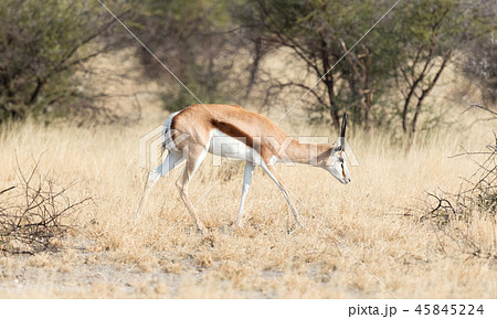 Springbok antelope (Antidorcas marsupialis) Springbok antelope (Antidorcas marsupialis) 45845224