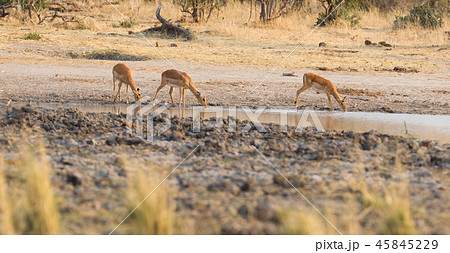 Common Impala (Aepyceros melampus) Common Impala (Aepyceros melampus) 45845229