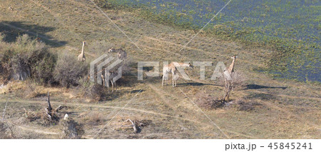 Adult giraffe in Botswana, aerial view 45845241